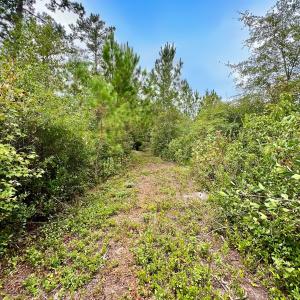 Photo #37 of Off  White Oak River Rd, Maysville, NC 41.0 acres