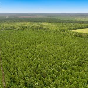 Photo #38 of Off  White Oak River Rd, Maysville, NC 41.0 acres
