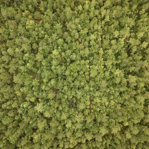 Photo #41 of Off  White Oak River Rd, Maysville, NC 41.0 acres