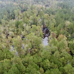 Photo #10 of Off Bunnlevel Erwin Rd, Bunnlevel, NC 41.4 acres