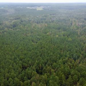 Photo #11 of Off Bunnlevel Erwin Rd, Bunnlevel, NC 41.4 acres