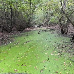 Photo #12 of Off Bunnlevel Erwin Rd, Bunnlevel, NC 41.4 acres