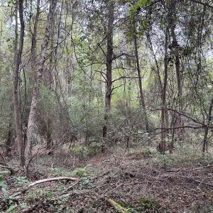 Photo #14 of Off Bunnlevel Erwin Rd, Bunnlevel, NC 41.4 acres