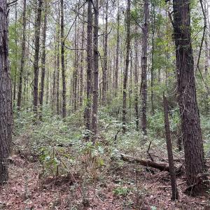 Photo #15 of Off Bunnlevel Erwin Rd, Bunnlevel, NC 41.4 acres