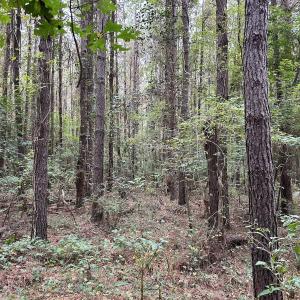 Photo #16 of Off Bunnlevel Erwin Rd, Bunnlevel, NC 41.4 acres