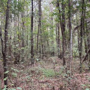 Photo #17 of Off Bunnlevel Erwin Rd, Bunnlevel, NC 41.4 acres