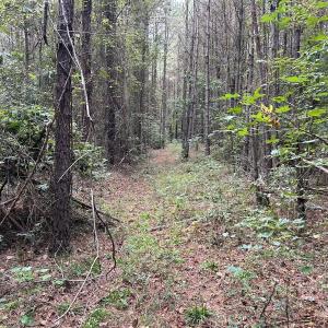 Photo #18 of Off Bunnlevel Erwin Rd, Bunnlevel, NC 41.4 acres
