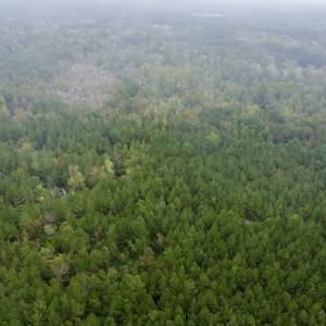 Photo #1 of Off Bunnlevel Erwin Rd, Bunnlevel, NC 41.4 acres