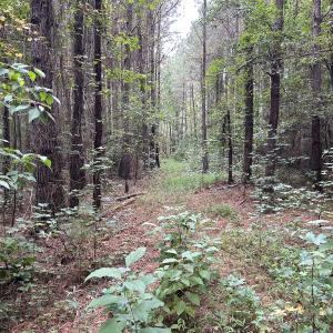 Photo #19 of Off Bunnlevel Erwin Rd, Bunnlevel, NC 41.4 acres