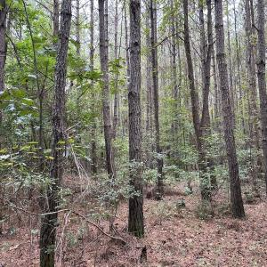 Photo #20 of Off Bunnlevel Erwin Rd, Bunnlevel, NC 41.4 acres