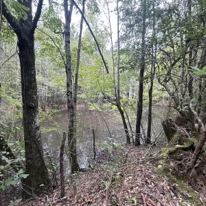 Photo #22 of Off Bunnlevel Erwin Rd, Bunnlevel, NC 41.4 acres