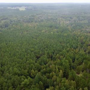 Photo #2 of Off Bunnlevel Erwin Rd, Bunnlevel, NC 41.4 acres