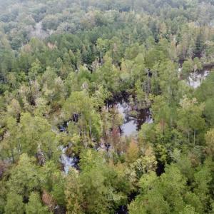 Photo #4 of Off Bunnlevel Erwin Rd, Bunnlevel, NC 41.4 acres