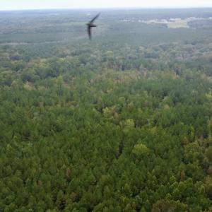 Photo #5 of Off Bunnlevel Erwin Rd, Bunnlevel, NC 41.4 acres