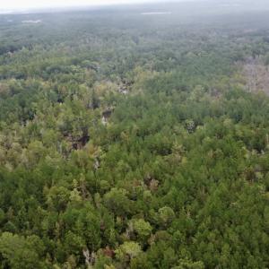 Photo #6 of Off Bunnlevel Erwin Rd, Bunnlevel, NC 41.4 acres