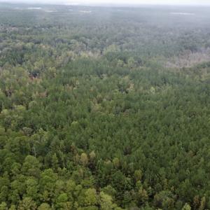 Photo #7 of Off Bunnlevel Erwin Rd, Bunnlevel, NC 41.4 acres