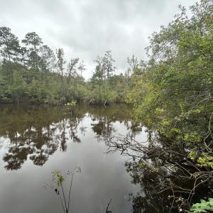 Photo #25 of Off Bunnlevel Erwin Rd, Bunnlevel, NC 41.4 acres