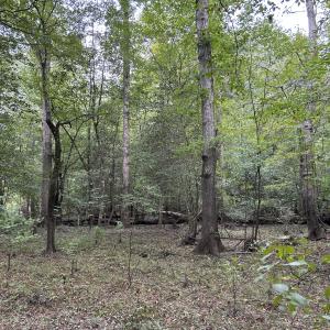 Photo #27 of Off Bunnlevel Erwin Rd, Bunnlevel, NC 41.4 acres