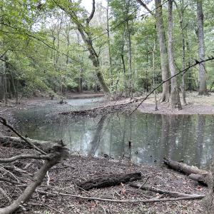 Photo #28 of Off Bunnlevel Erwin Rd, Bunnlevel, NC 41.4 acres