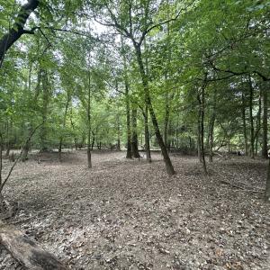 Photo #31 of Off Bunnlevel Erwin Rd, Bunnlevel, NC 41.4 acres