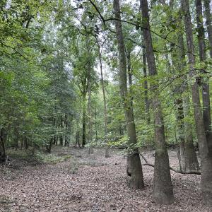 Photo #34 of Off Bunnlevel Erwin Rd, Bunnlevel, NC 41.4 acres