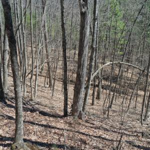 Photo #15 of 240 old Stone Dr Lot 47, Crumpler, NC 5.3 acres