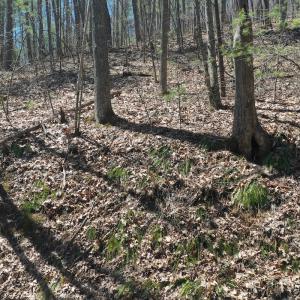Photo #22 of 240 old Stone Dr Lot 47, Crumpler, NC 5.3 acres