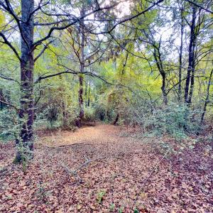 Photo #13 of 1788 Sandhill Game Management Road, Ellerbe, NC 33.4 acres