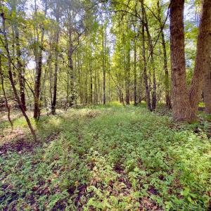 Photo #20 of 1788 Sandhill Game Management Road, Ellerbe, NC 33.4 acres