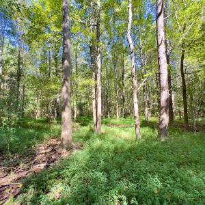 Photo #21 of 1788 Sandhill Game Management Road, Ellerbe, NC 33.4 acres