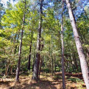 Photo #26 of 1788 Sandhill Game Management Road, Ellerbe, NC 33.4 acres