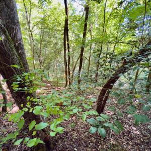 Photo #27 of 1788 Sandhill Game Management Road, Ellerbe, NC 33.4 acres