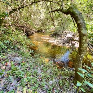 Photo #29 of 1788 Sandhill Game Management Road, Ellerbe, NC 33.4 acres