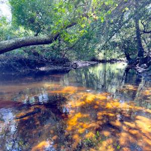 Photo #30 of 1788 Sandhill Game Management Road, Ellerbe, NC 33.4 acres