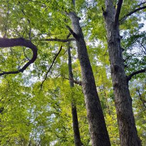 Photo #31 of 1788 Sandhill Game Management Road, Ellerbe, NC 33.4 acres