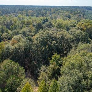 Photo #9 of 1788 Sandhill Game Management Road, Ellerbe, NC 33.4 acres