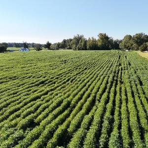 Photo #7 of Off Dahlia Road, Emporia, VA 25.4 acres