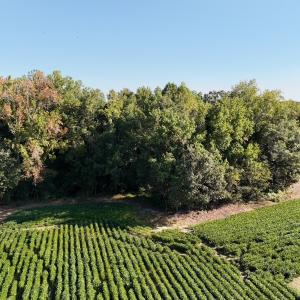 Photo #8 of Off Dahlia Road, Emporia, VA 25.4 acres