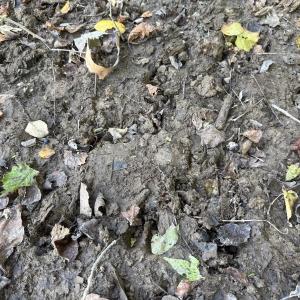 Photo #24 of Off Dahlia Road, Emporia, VA 25.4 acres