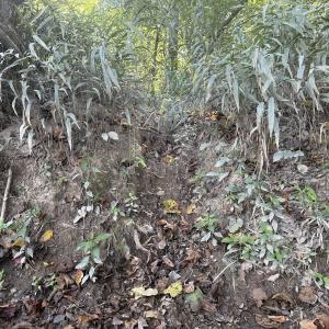 Photo #25 of Off Dahlia Road, Emporia, VA 25.4 acres