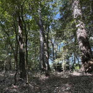 Photo #27 of Off Dahlia Road, Emporia, VA 25.4 acres