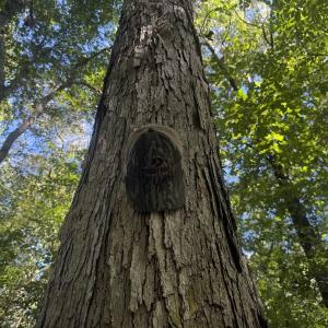 Photo #28 of Off Dahlia Road, Emporia, VA 25.4 acres
