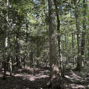 Photo #30 of Off Dahlia Road, Emporia, VA 25.4 acres