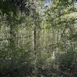 Photo #31 of Off Dahlia Road, Emporia, VA 25.4 acres