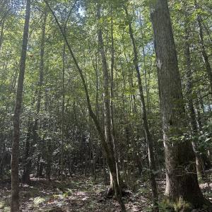 Photo #33 of Off Dahlia Road, Emporia, VA 25.4 acres