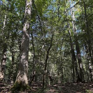 Photo #34 of Off Dahlia Road, Emporia, VA 25.4 acres