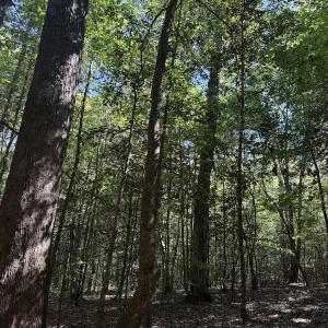 Photo #35 of Off Dahlia Road, Emporia, VA 25.4 acres