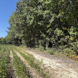 Photo #36 of Off Dahlia Road, Emporia, VA 25.4 acres