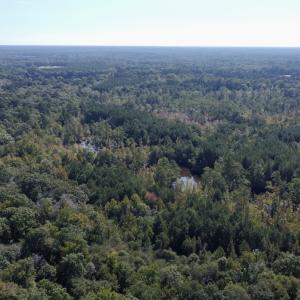 Photo #10 of Off Bunnlevel Erwin Rd, Bunnlevel, NC 41.4 acres
