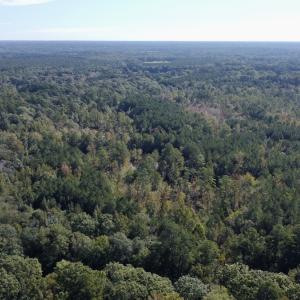 Photo #11 of Off Bunnlevel Erwin Rd, Bunnlevel, NC 41.4 acres
